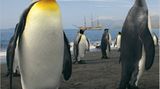 Antarktis: Unter Segeln zum Südpol - Bild 6