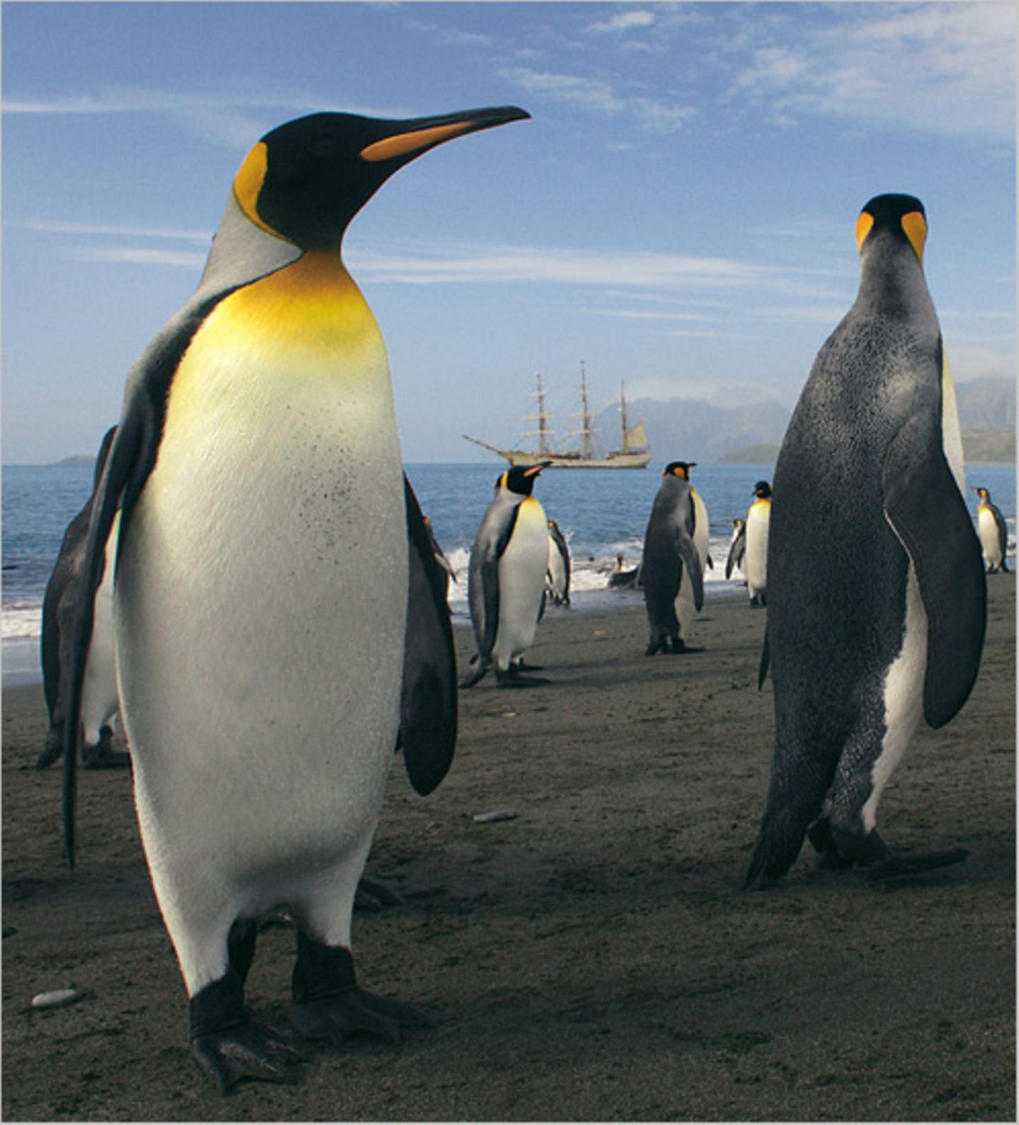 Antarktis: Unter Segeln zum Südpol - Bild 6