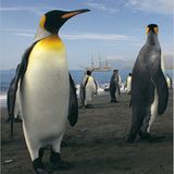 Antarktis: Unter Segeln zum Südpol - Bild 6