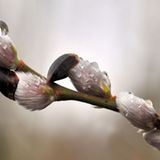 Die besten User-Fotos - Februar 2009 - Bild 12