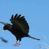 Die besten User-Fotos - Februar 2009 - Bild 17