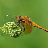 Die besten User-Fotos - März 2009 - Bild 16