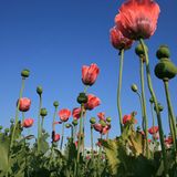 Die besten User-Fotos - März 2009 - Bild 22