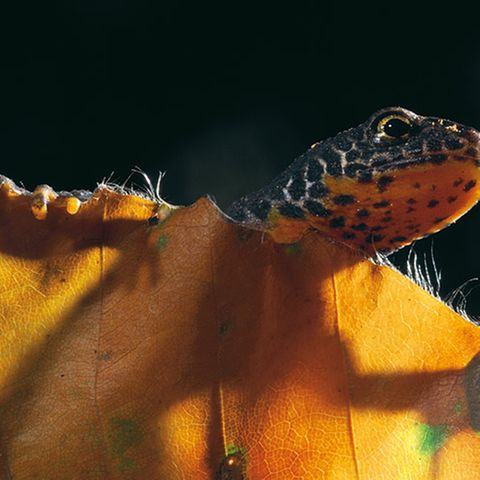 Fotogalerie: Geheimnisvolle Molche
