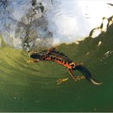 Fotogalerie: Geheimnisvolle Molche - Bild 3