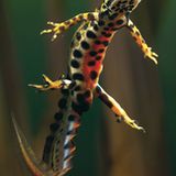 Fotogalerie: Geheimnisvolle Molche - Bild 4