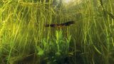 Fotogalerie: Geheimnisvolle Molche - Bild 5