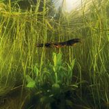 Fotogalerie: Geheimnisvolle Molche - Bild 5