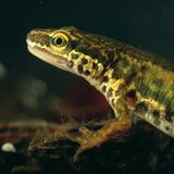 Fotogalerie: Geheimnisvolle Molche - Bild 6