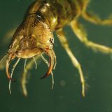 Fotogalerie: Geheimnisvolle Molche - Bild 7