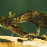 Fotogalerie: Geheimnisvolle Molche - Bild 8