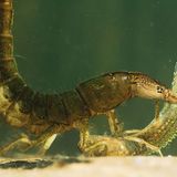 Fotogalerie: Geheimnisvolle Molche - Bild 9