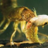 Fotogalerie: Geheimnisvolle Molche - Bild 10