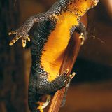 Fotogalerie: Geheimnisvolle Molche - Bild 11