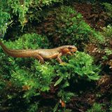 Fotogalerie: Geheimnisvolle Molche - Bild 12