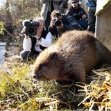 Video: Biberkrieg in Bayern - Bild 2