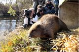 Video: Biberkrieg in Bayern - Bild 2