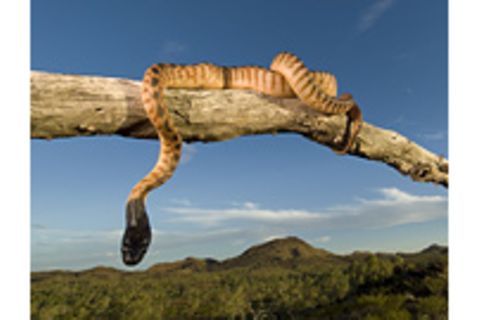 Hauskatze Spurt Schlange Mit Zwei Kopfen Auf Geo