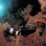 Seekobra im Korallenrevier