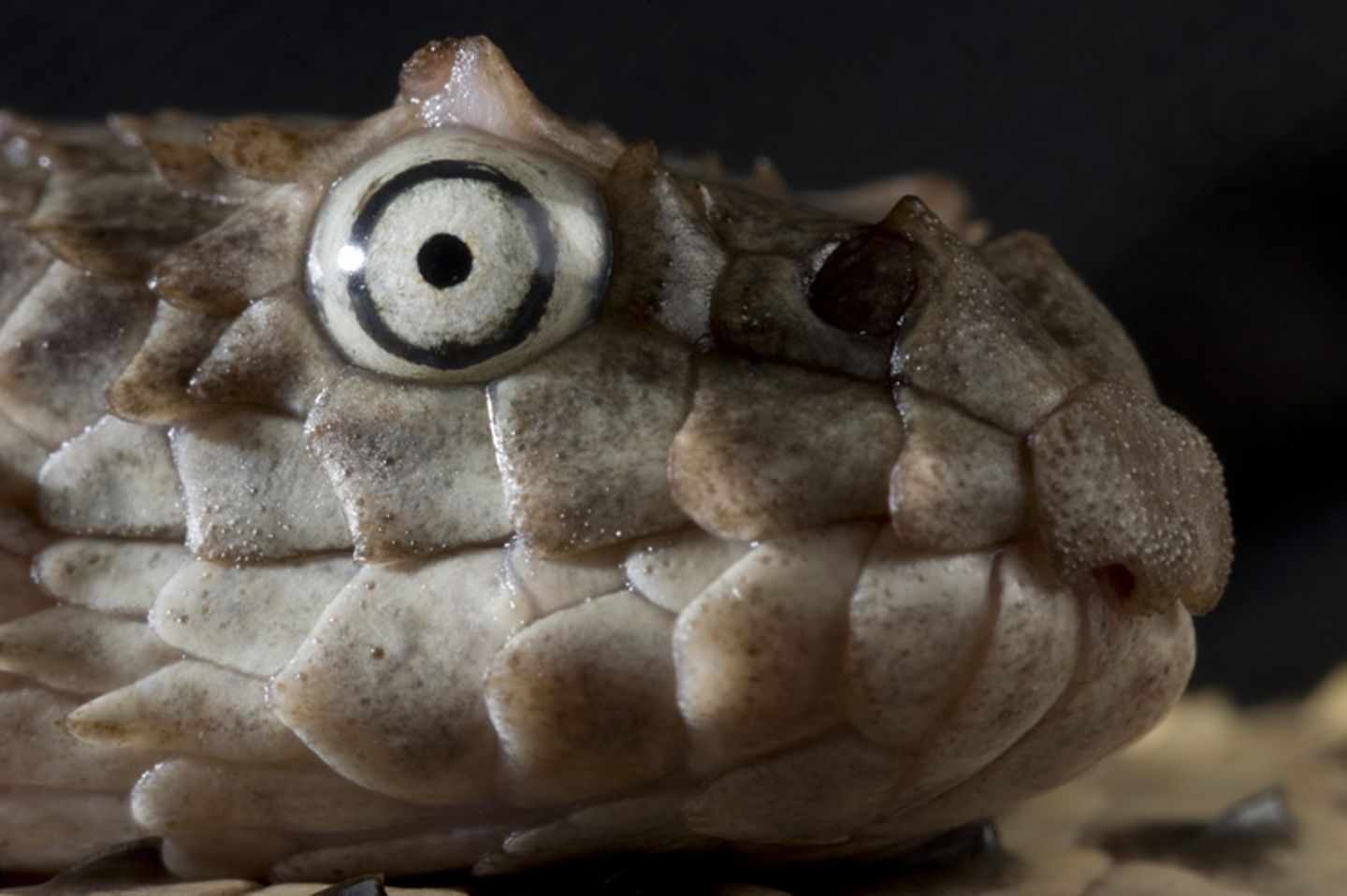 Acalyptophis peronii Acalyptophis peronii