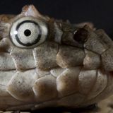 Acalyptophis peronii