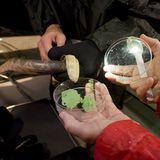 Wachsabdrücke am lebenden Objekt