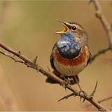 Die besten User-Fotos - April 2009 - Bild 16