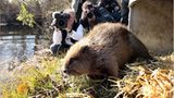 Video: Biberkrieg in Bayern - Bild 2