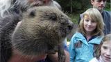 Video: Biberkrieg in Bayern - Bild 4