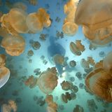 Video: Unterwasserwelt Palau