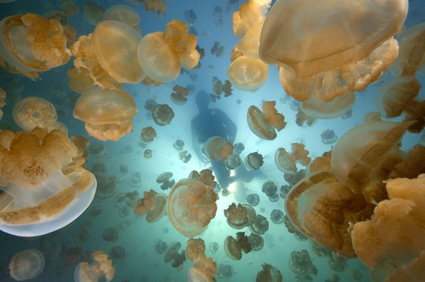 Video: Unterwasserwelt Palau