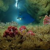 Video: Unterwasserwelt Palau - Bild 2