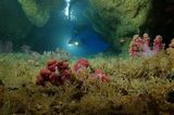 Video: Unterwasserwelt Palau - Bild 2