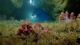 Video: Unterwasserwelt Palau - Bild 2