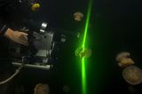 Video: Unterwasserwelt Palau - Bild 3
