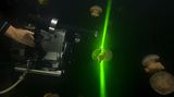 Video: Unterwasserwelt Palau - Bild 3