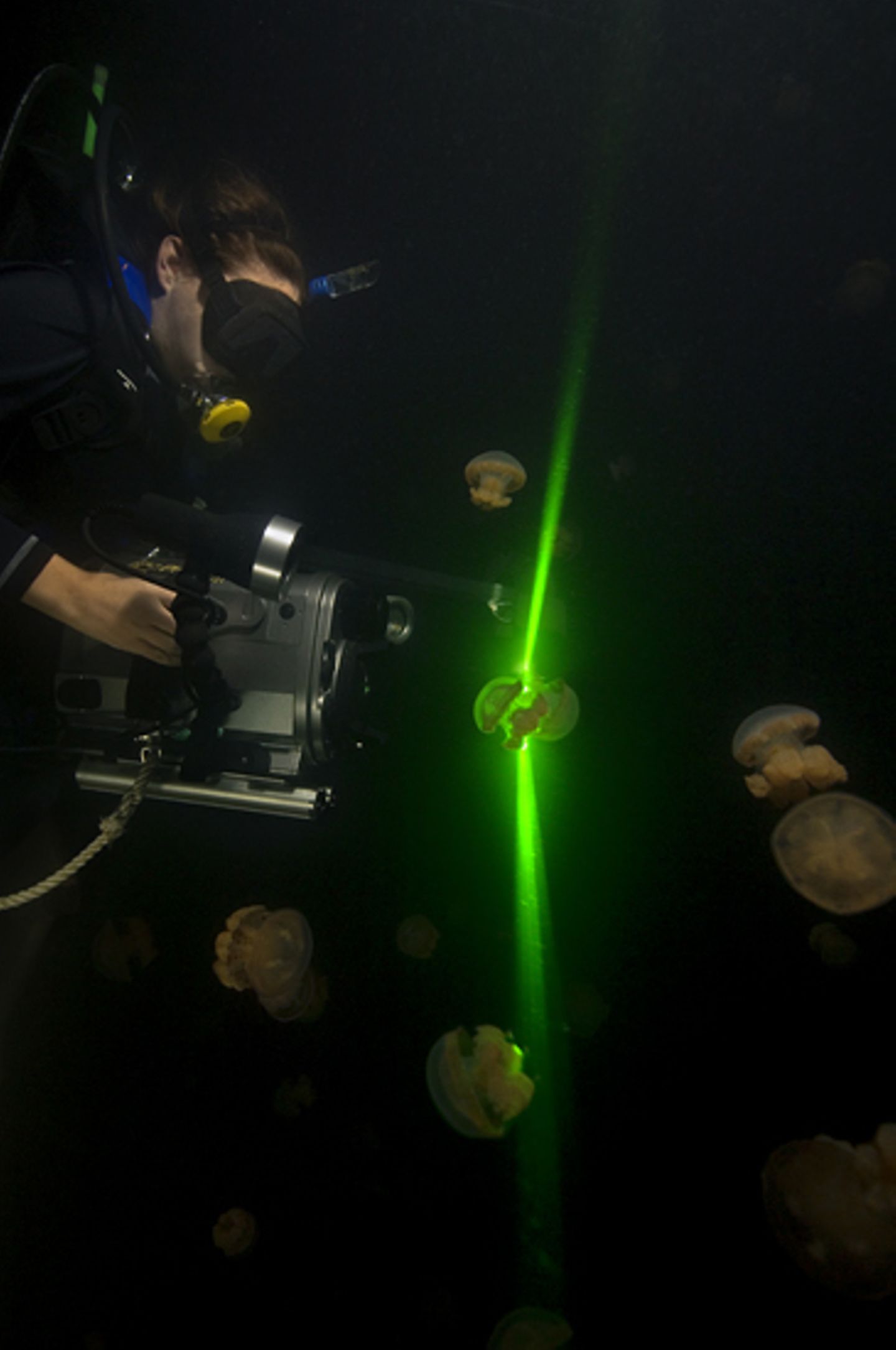 Video: Unterwasserwelt Palau - Bild 3