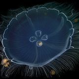 Video: Unterwasserwelt Palau - Bild 5