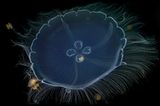 Video: Unterwasserwelt Palau - Bild 5