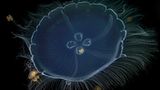 Video: Unterwasserwelt Palau - Bild 5