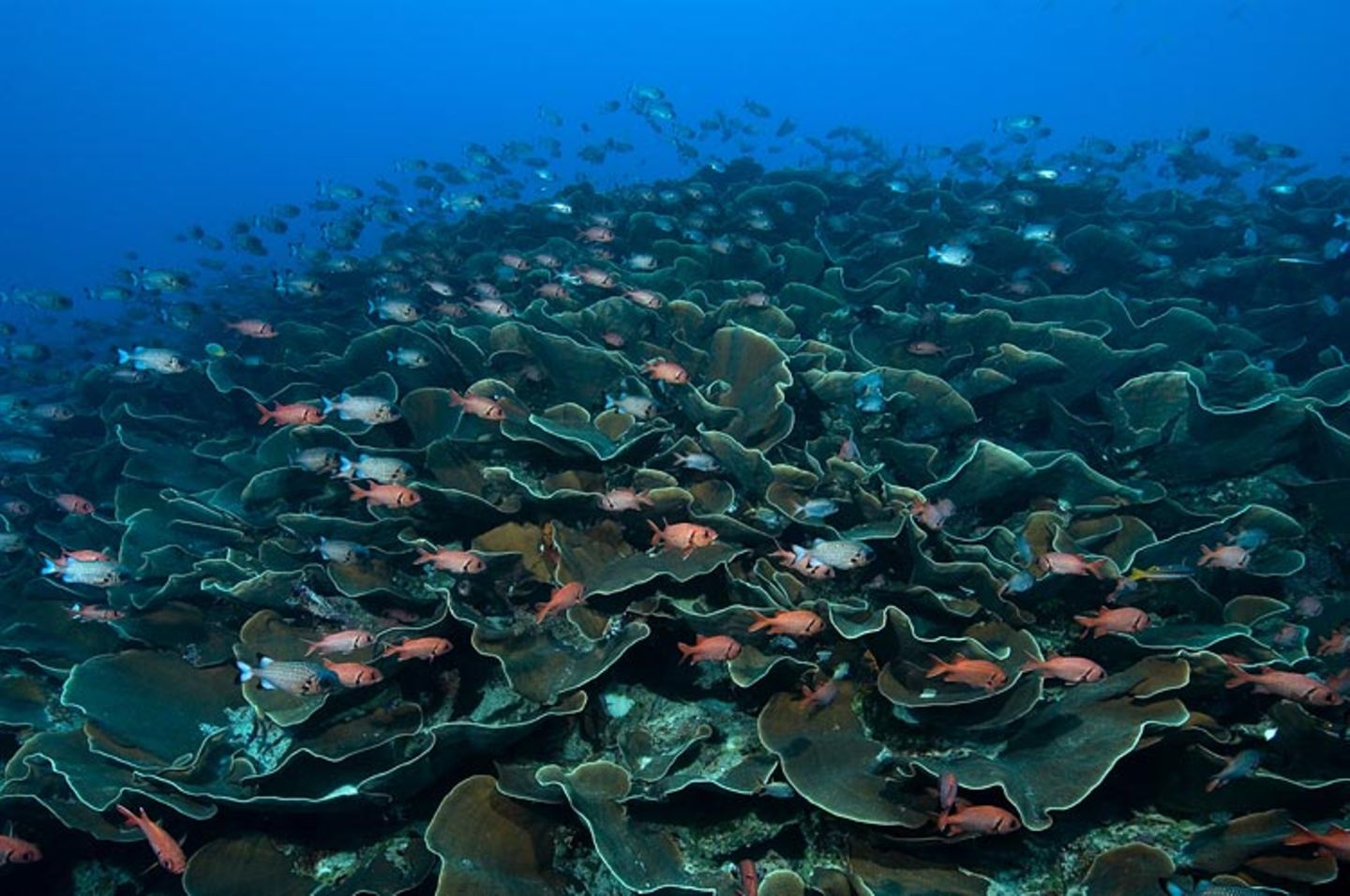 Video: Unterwasserwelt Palau - Bild 9
