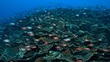 Video: Unterwasserwelt Palau - Bild 9