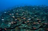 Video: Unterwasserwelt Palau - Bild 9