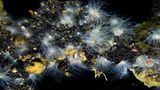 Video: Unterwasserwelt Palau - Bild 12