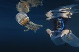 Video: Unterwasserwelt Palau - Bild 13