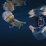 Video: Unterwasserwelt Palau - Bild 13