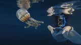 Video: Unterwasserwelt Palau - Bild 13