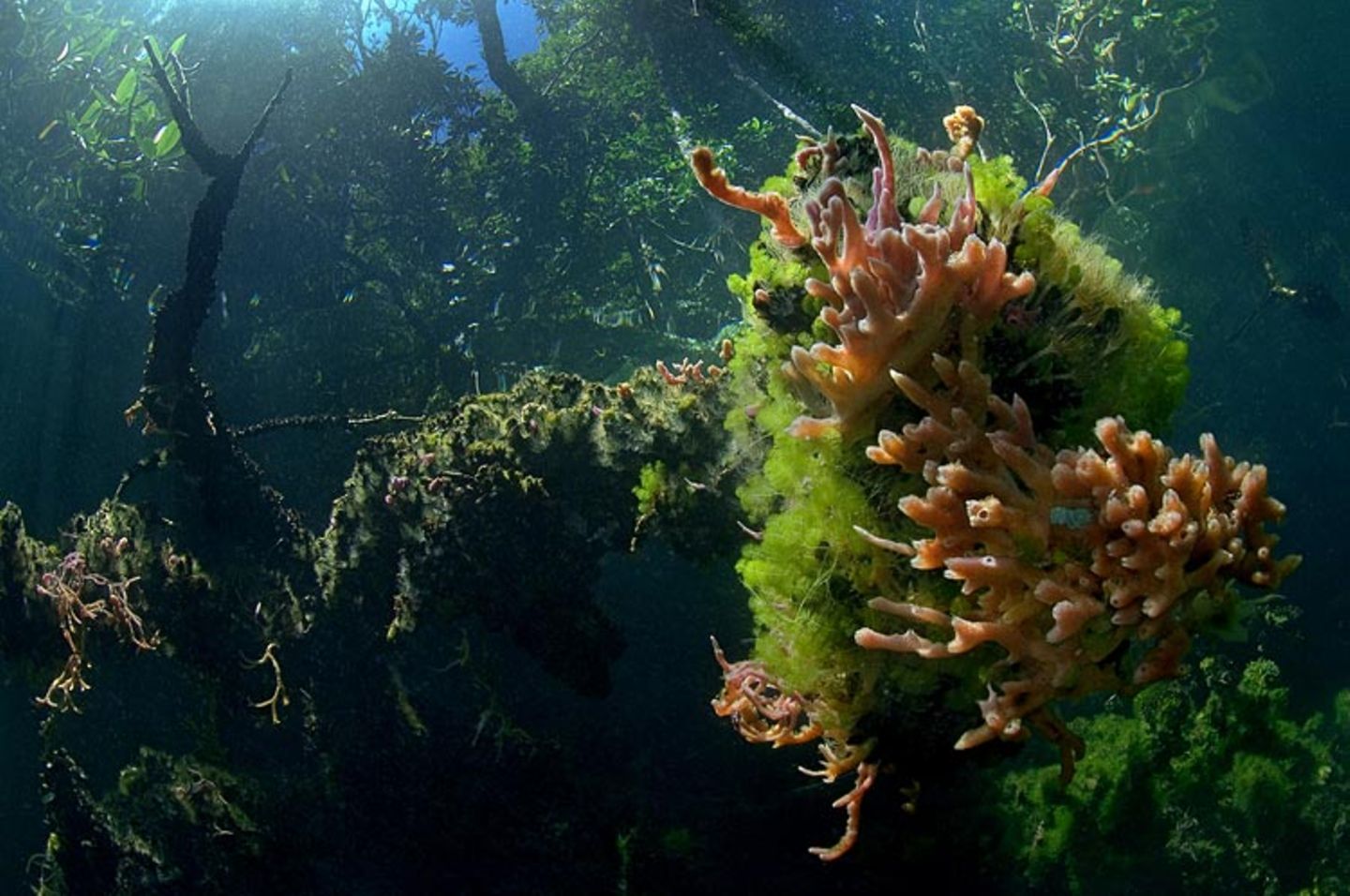 Video: Unterwasserwelt Palau - Bild 14