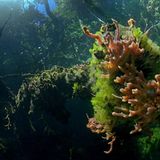 Video: Unterwasserwelt Palau - Bild 14