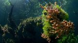 Video: Unterwasserwelt Palau - Bild 14